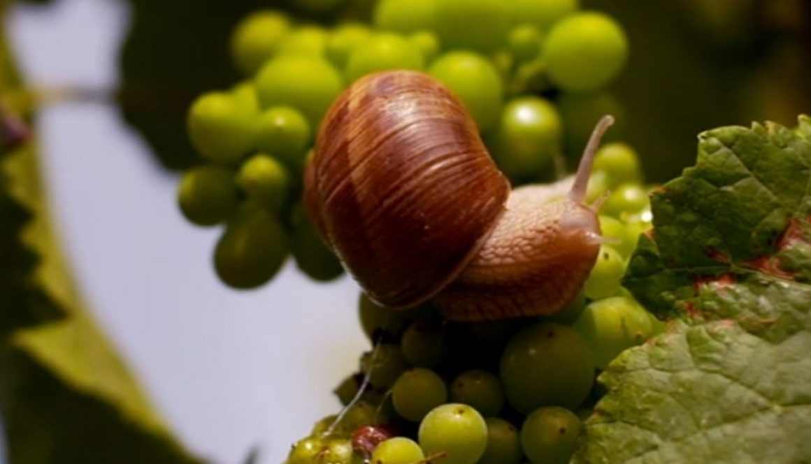 da Somm: chiocciola e uva bianca