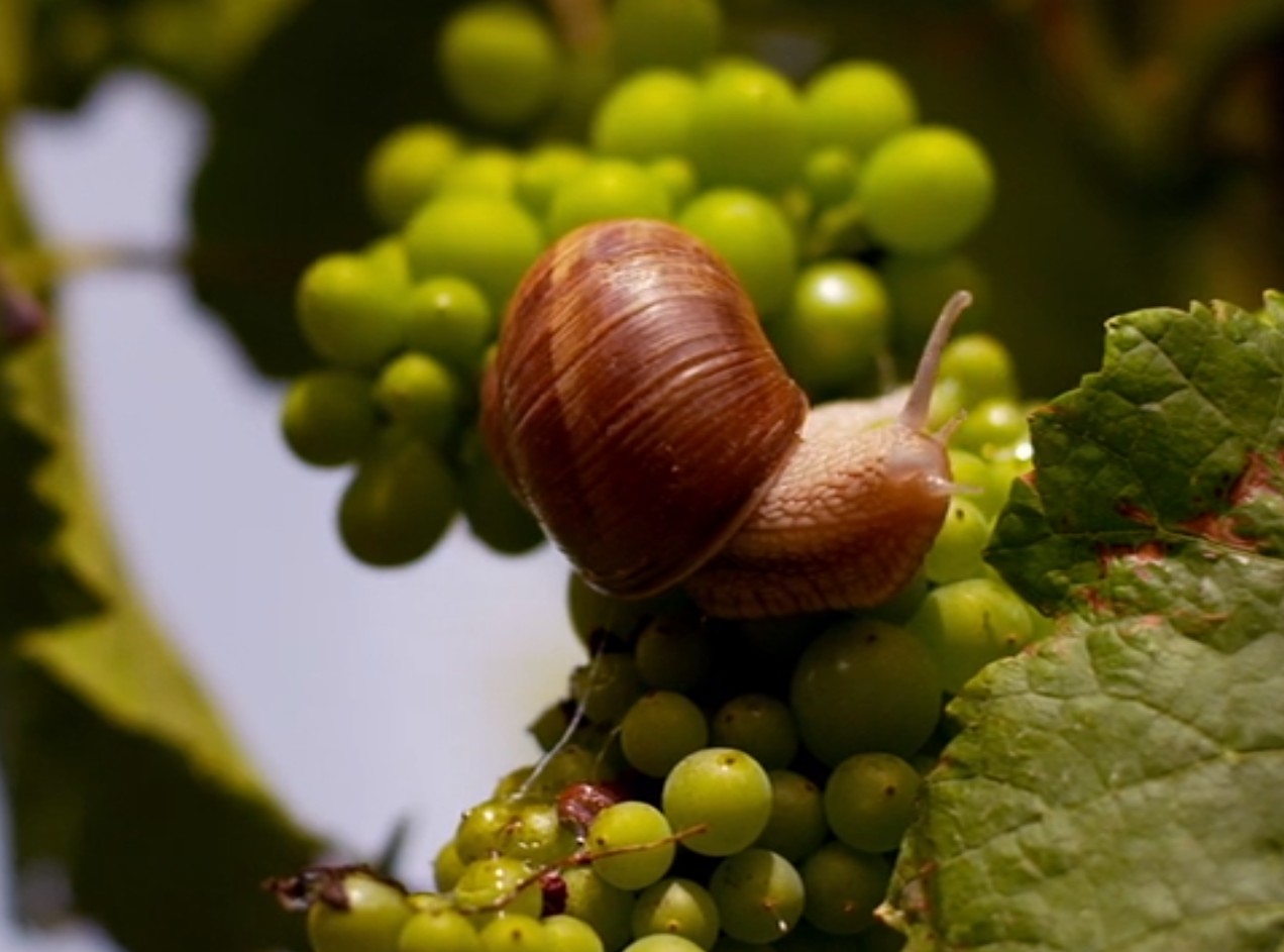 da Somm: chiocciola e uva bianca