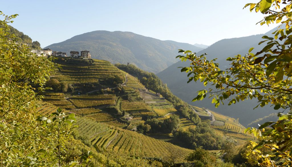 ripidi pendii, vigneti, Cembra Cantina di Montagna