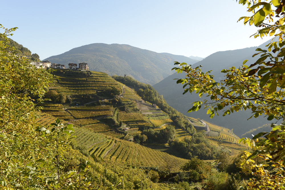 ripidi pendii, vigneti, Cembra Cantina di Montagna