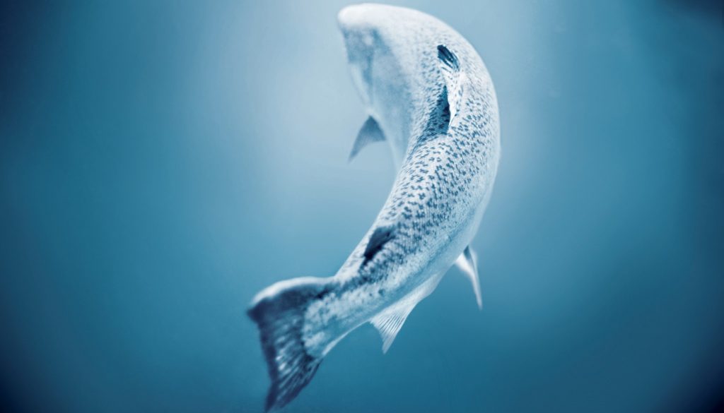 il salmone reale neozelandese