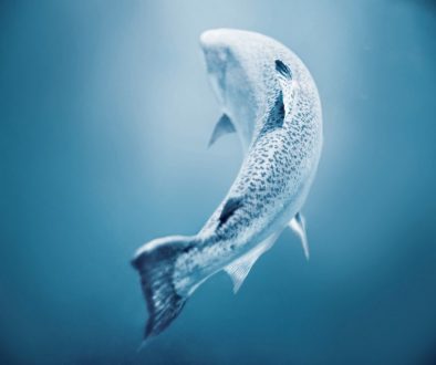 il salmone reale neozelandese