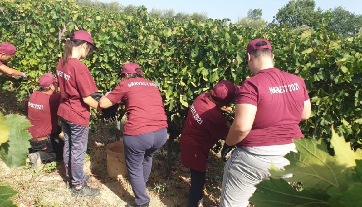 Vendemmia 2021 Orto di Paolo - Angela Velenosi