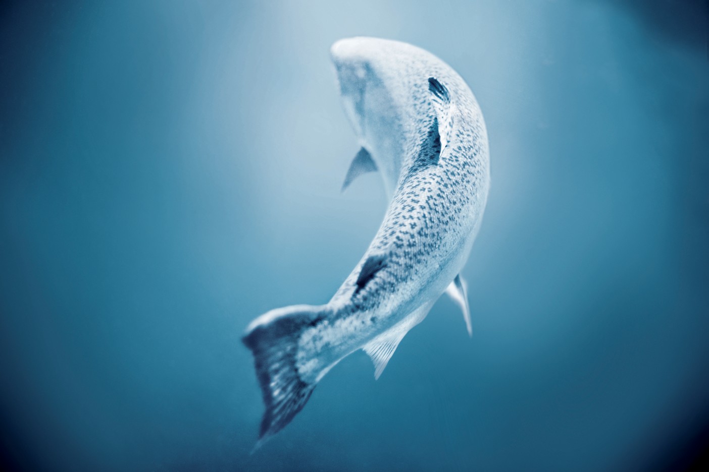 salmone neozelandese Ōra King