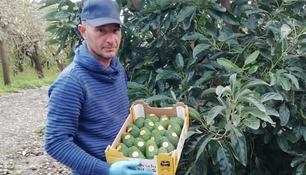 Avocado Siciliano Orsero