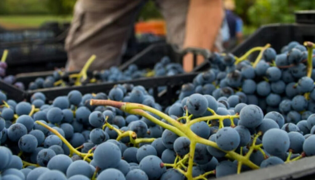 Vignaioli Artigiani Naturali