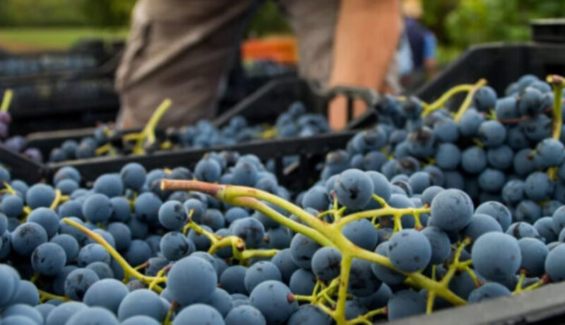 Vignaioli Artigiani Naturali