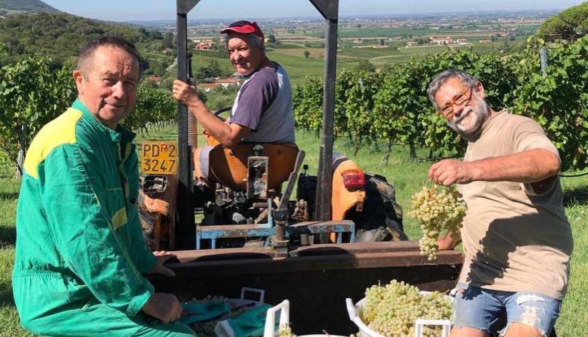 la vendemmia di Graspo sugli euganei