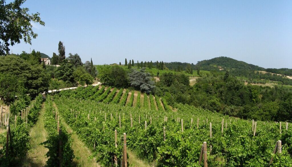 vigneti Colli Euganei