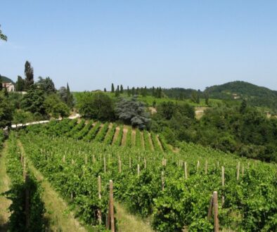 vigneti Colli Euganei