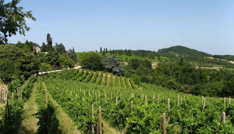 vigneti Colli Euganei