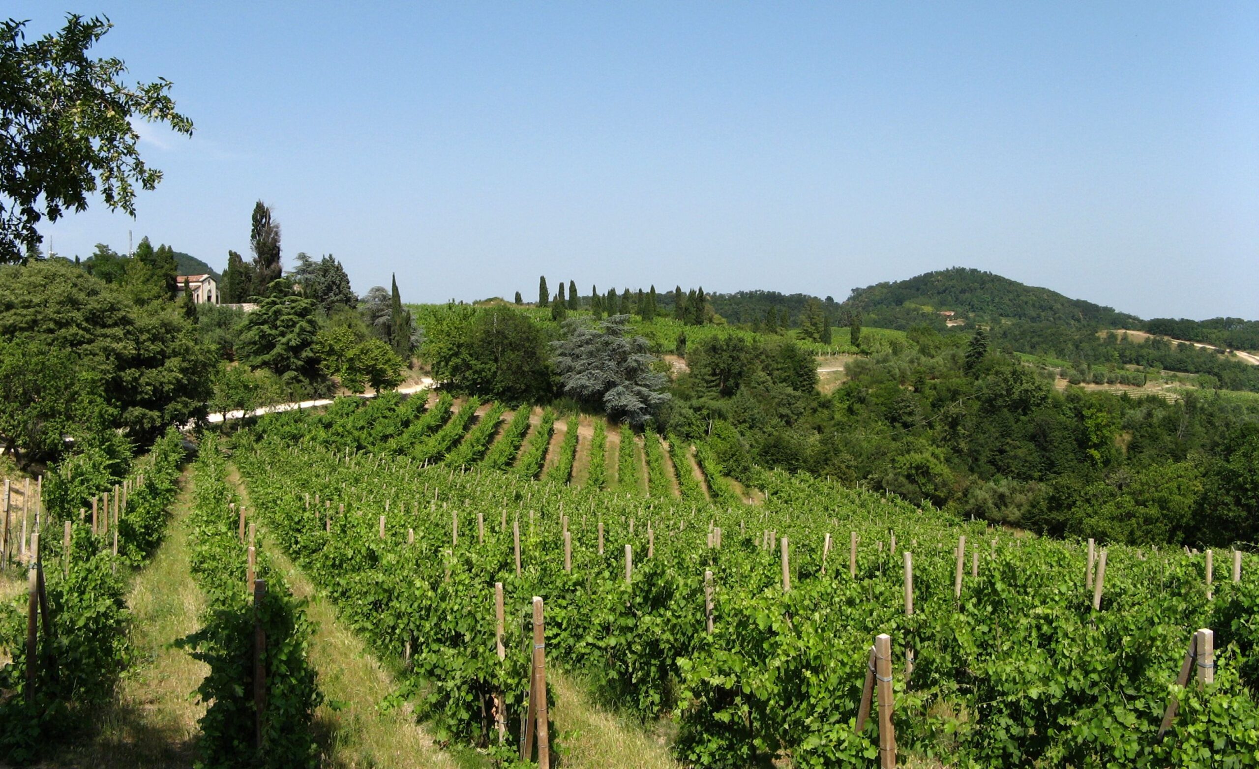 vigneti Colli Euganei